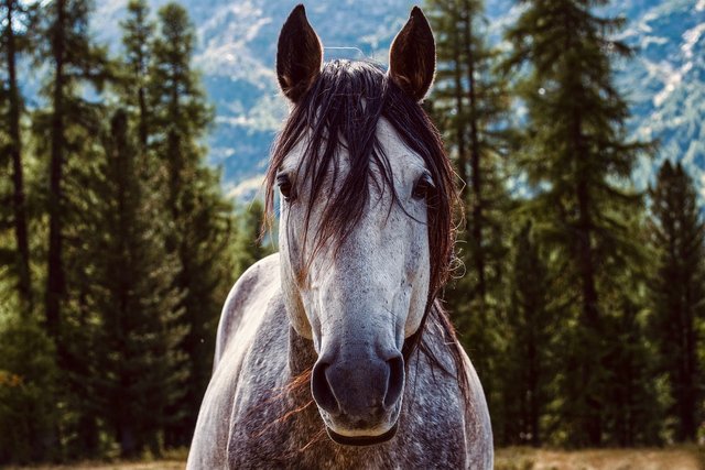 horse-5836459_1280.jpg