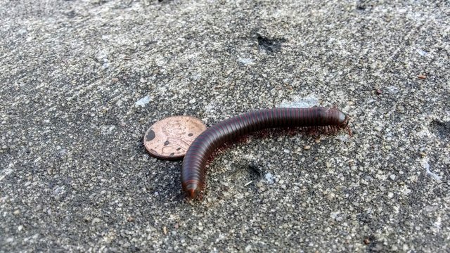 millipede4.jpg