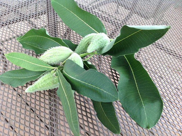 milkweed pods.JPG