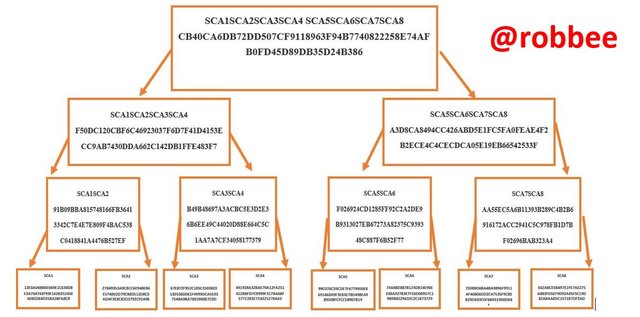 SCA markle root.JPG