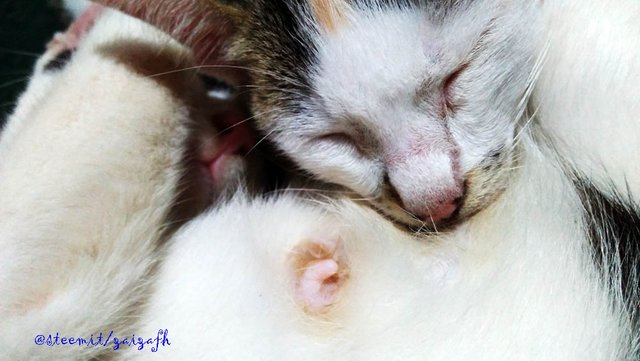 Kucing Ku Indahnya Kebahagiaan Steemit