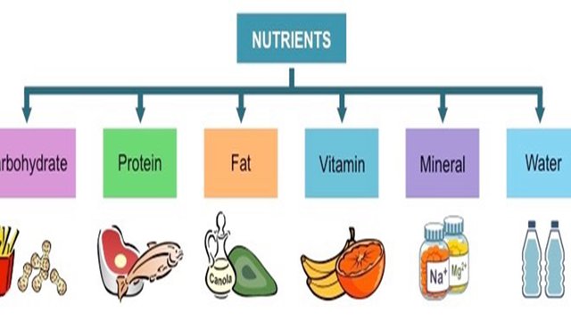 nutrients .jpg