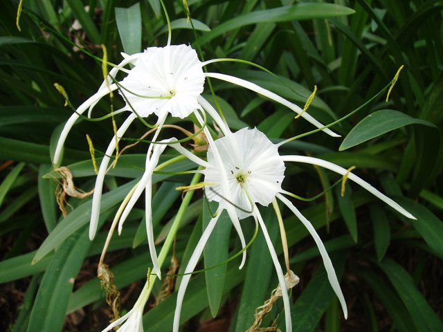 Queen Sirikit Park White flowers