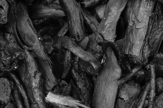 burned wood bw 1.jpg