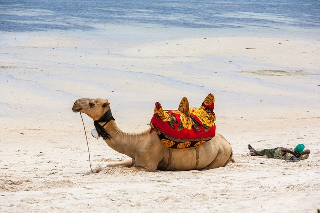 camel-lying-sand-against-backdrop-ocean-boats_155003-22172.jpg