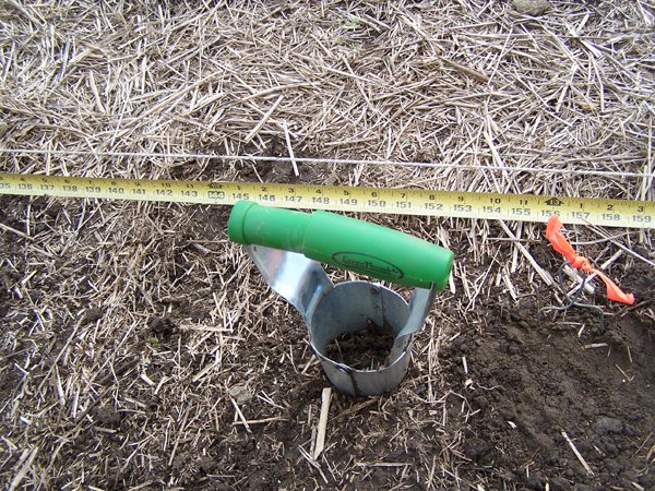 Garlic - Setting spacing crop Oct. 2018.jpg