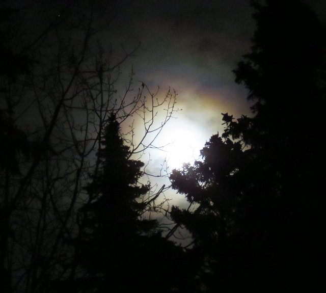 beautiful poplar and spruce silhouettes touch the bright full moon with colored rings like rainbow Jan 10 2020.JPG