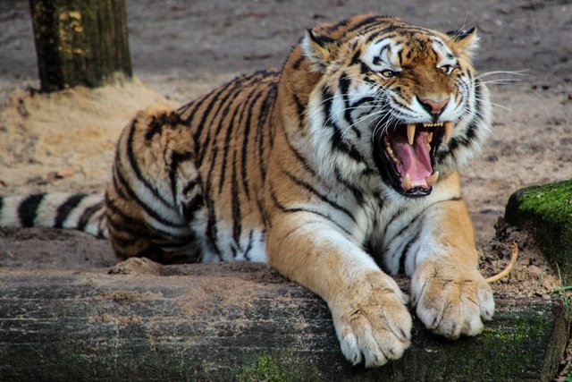 animal-big-cat-roar-47312.jpg