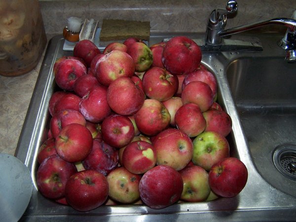 Vinegar - apples to be washed crop Oct. 2018.jpg