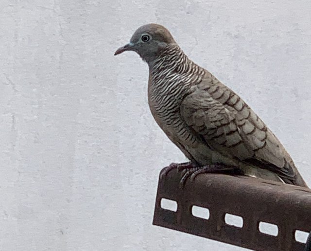 bird3.jpg
