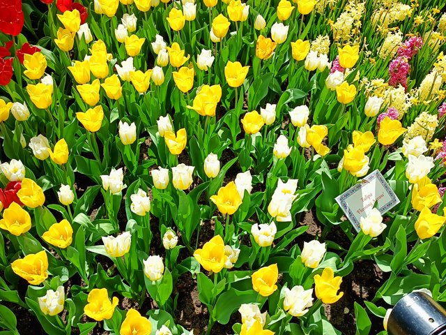 Tulipa flaming agrass 1.jpg