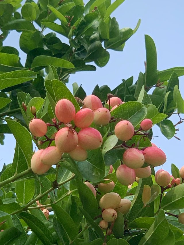 fruit4.jpg