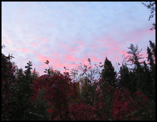sunrise over the spruce and red virginia creeper.JPG