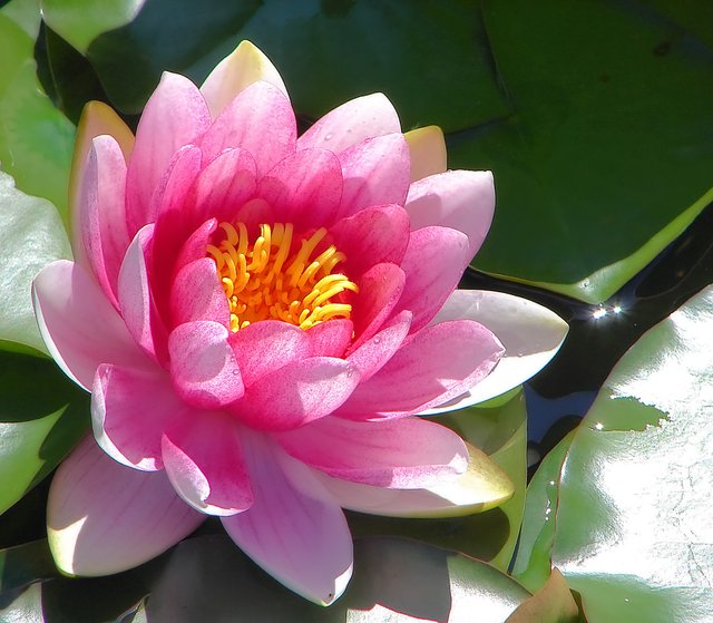 Pink water lily flower.jpg