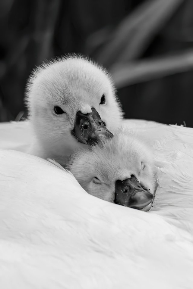 swans-6341698_1280.jpg