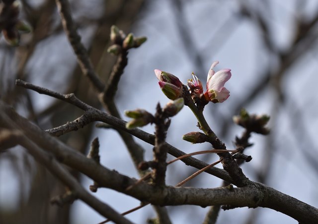 tree blossom spring.jpg