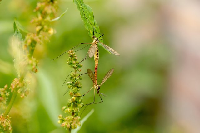 daddy-longlegs-3460061_1280.jpg