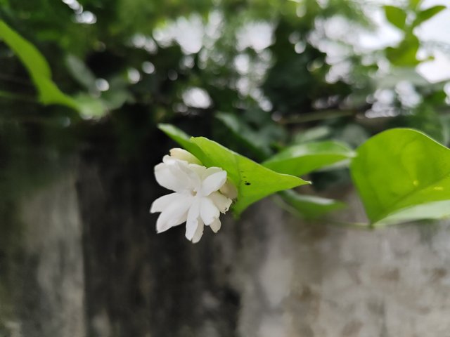IMG_20250630_135421.jpg