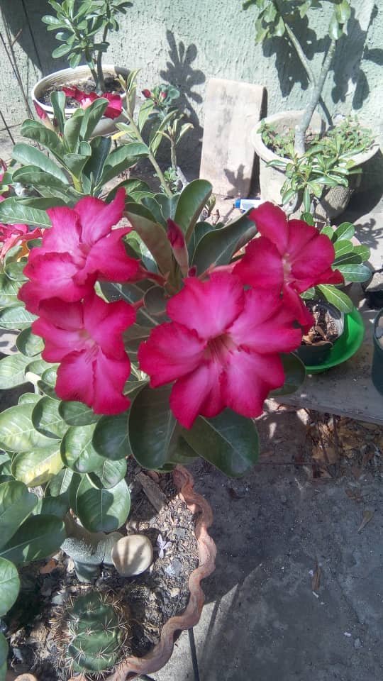 foto9.jpg