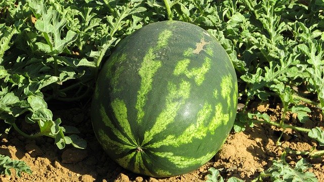 watermelon-1379990_640.jpg