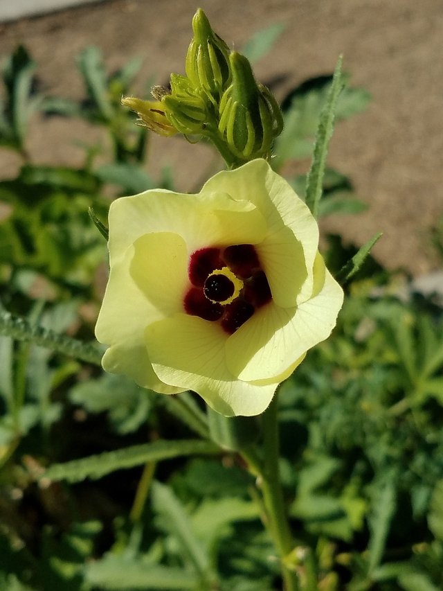 vegetable-2563705_1280.jpg