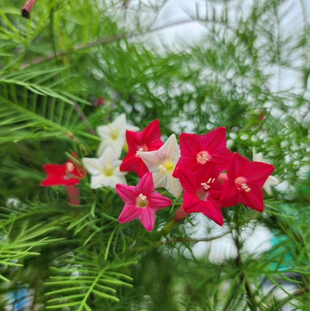 IMG_20250810_192221.jpg