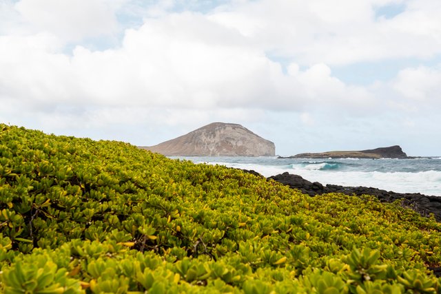 tropical-hawaii-landscape-with-blue-sea.jpg