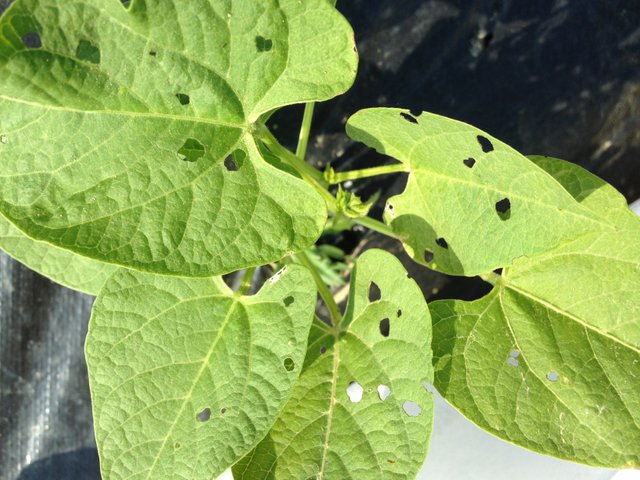 bean-leaf-beetle-feeding-damage-on-green-beans-1r2v8z1.jpg
