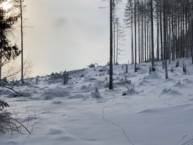 1D2D6E5E-D29A-44A7-98EA-A2E455B61F02.jpeg