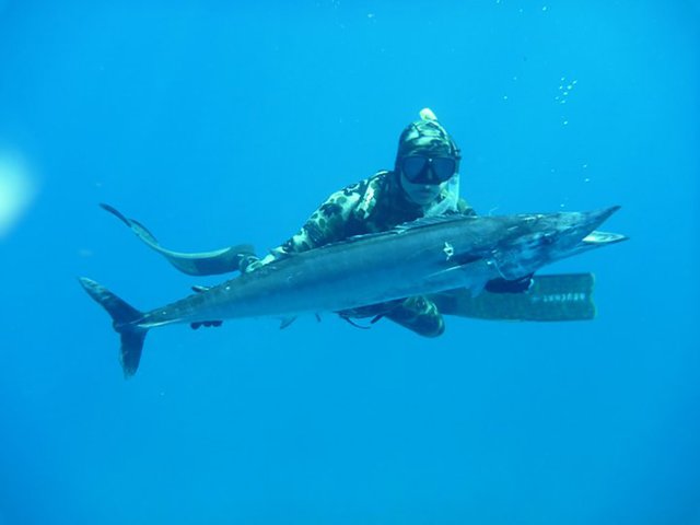 Another of My Friends Nails a Big Ono (Wahoo) - Spearfishing