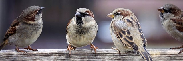 sparrows-2759978_1280.jpg