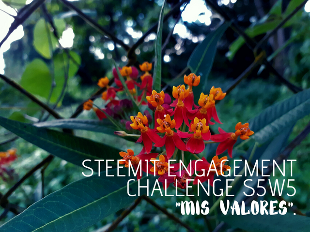 Steemit Engagement Challenge S5W5  Mis Valores. (1).png