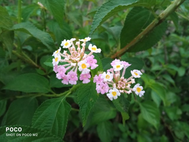 IMG_20250415_053930.jpg
