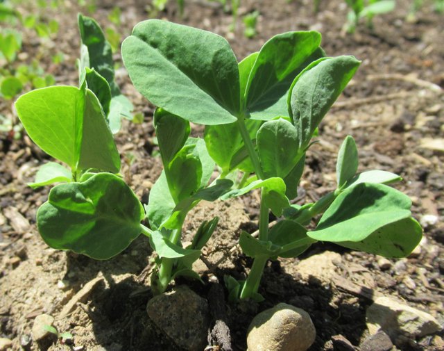 peas_closeup.jpg