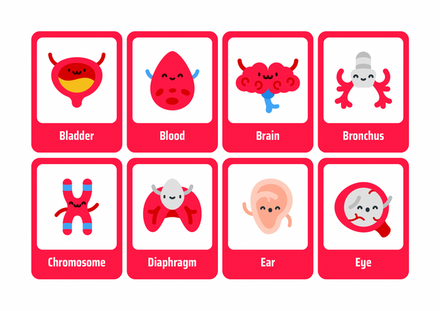 Red and White Cute Human Organ Flashcard - 1.png