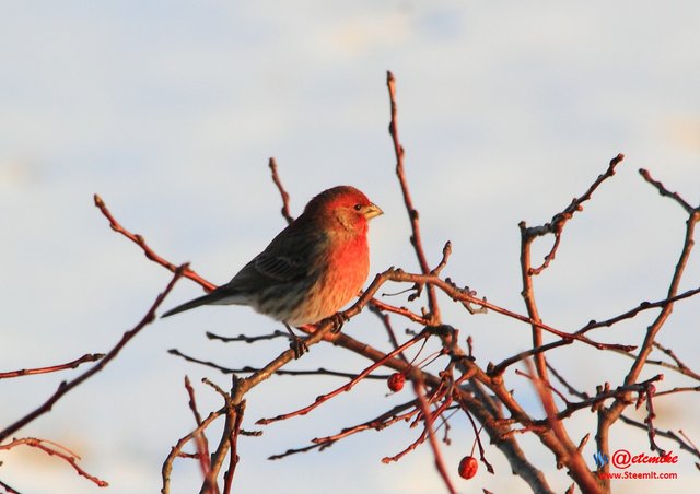 House Finch PFW10_0542.JPG