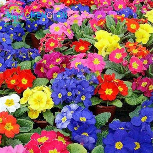 Sale-200pcs-Bag-9-Kinds-Rare-Flower-Zebra-Evening-Primrose-plants-Rare-bonsai-Garden-Big-Flower.jpg_640x640.jpg