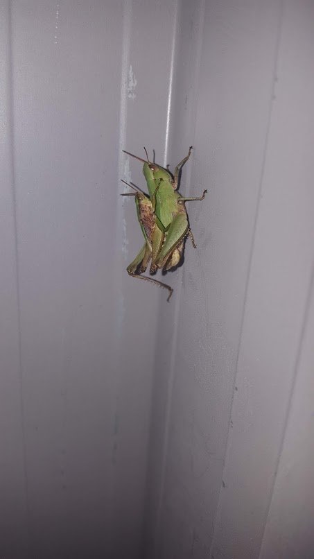 grasshoppers.jpg