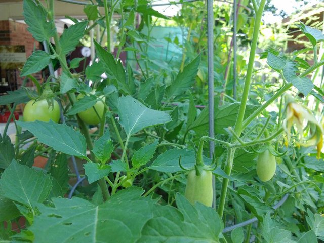 garden 5.30 two tomatoes.jpg