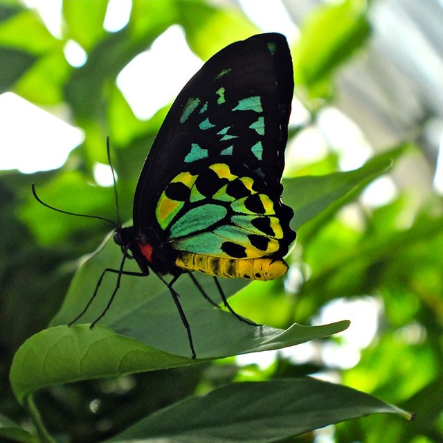 do-butterflies-sleep-australian-butterfly-sanctuary.jpg