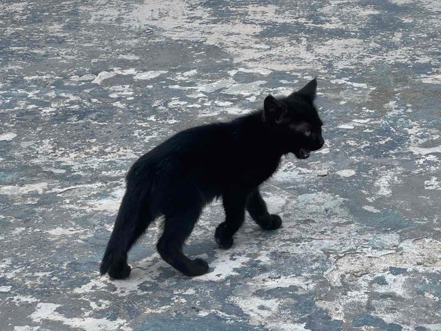 IMG8260.JPG