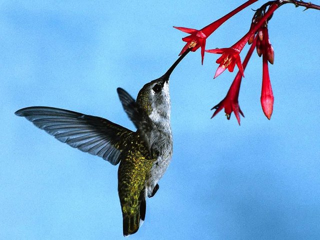 26 hummingbird.jpg