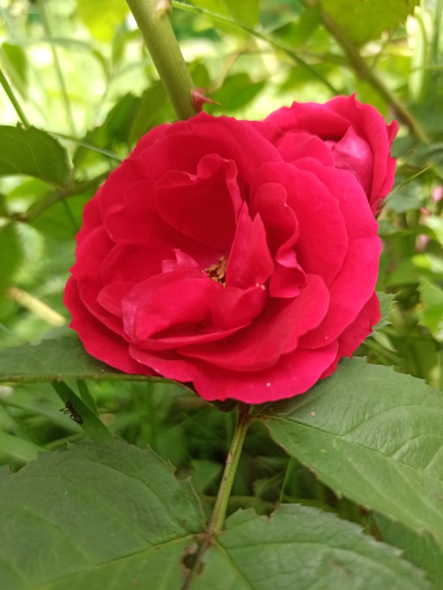 IMG_20250720_125837.jpg