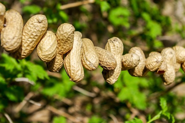 peanuts-3352497_1280.jpg