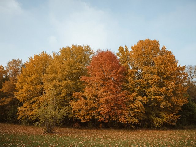 Lucid_Realism_Beautiful_Ukrainian_autumn_scene_with_vibrant_tr_3.jpg