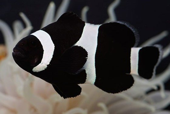 ocellaris-black-and-white-clown-amphiprion-ocellaris-1.jpg