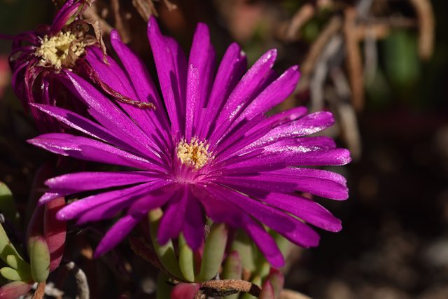 ice plant fuchsia 3.jpg