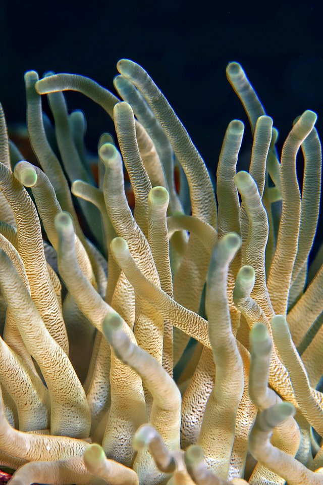 close-up-corals-deep-69936.jpg