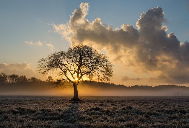 lone-tree-1934897_640.jpg