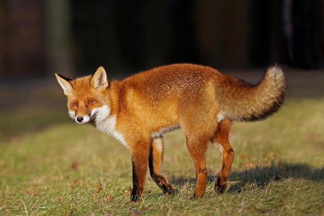 fuchs-4388014_1280.jpg